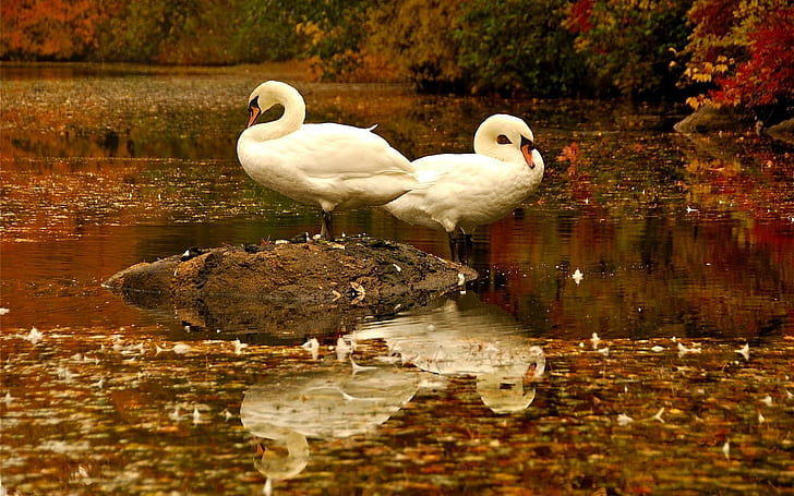 Спящи лебеди, два бели лебеда, спящи, лебеди, езеро, есен, животни, HD тапет