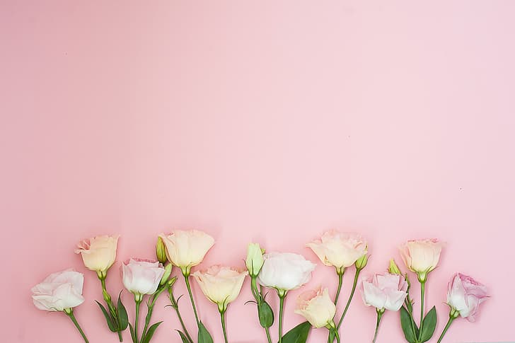 flowers, background, pink, eustoma, HD wallpaper