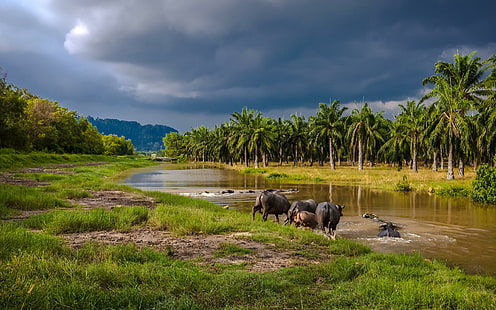 water buffalos entering a river in southeast asia, forest, grass, river, buffalos, clouds, HD wallpaper HD wallpaper