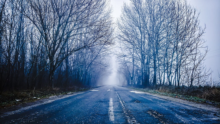 peinture d'arbres bleus et blancs, Hongrie, route, brouillard, arbres, Fond d'écran HD