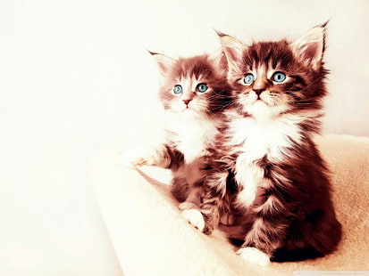 brązowo-biały kot długowłosy, kot, kocięta, zwierzęta, Tapety HD HD wallpaper