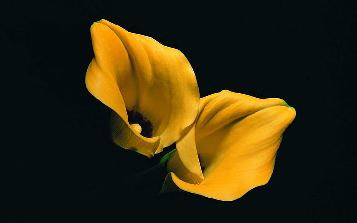 two yellow lillies, lilies, yellow flowers, flowers, black background, plants, HD wallpaper
