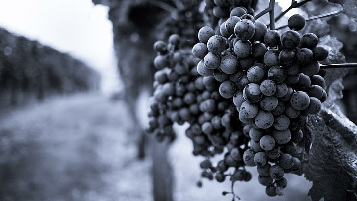 grapes, fruit, grapevine, vine, b&w, focus, blur, HD wallpaper
