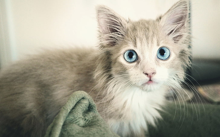 brown maine coon, kitten, wet, eyes, blue-eyed, HD wallpaper