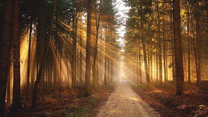 ป่าสีน้ำตาลและเขียว, ดวงอาทิตย์, ธรรมชาติ, ต้นไม้, แสงแดด, ป่า, วอลล์เปเปอร์ HD