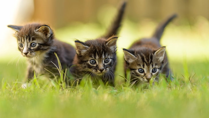세 갈색 줄무늬 고양이, 새끼 고양이, 잔디, 셋, 걷기, 고양이, 고양이, 고양이, HD 배경 화면