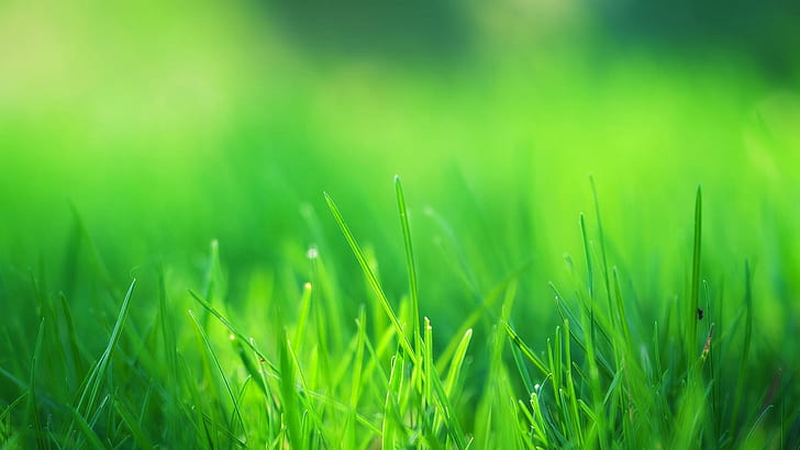 Hierba verde, ojo, verde, foto de cerca de hierba verde, hierba verde, verde, Fondo de pantalla HD