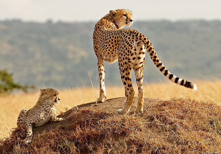 cheetah standing on ground covered with grass with cub, animals, nature, cheetahs, baby animals, HD wallpaper
