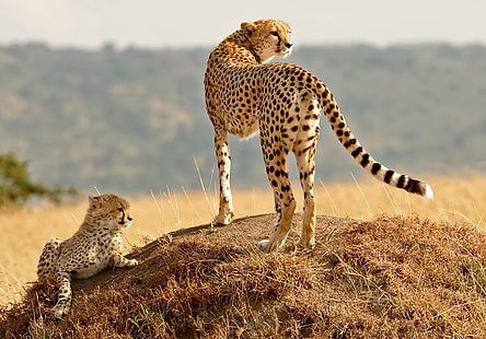 cheetah standing on ground covered with grass with cub, animals, nature, cheetahs, baby animals, HD wallpaper HD wallpaper
