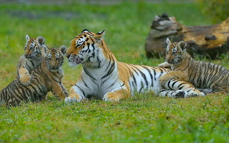Тигры, Молодые, Трава, Хищники, Ложь, HD обои