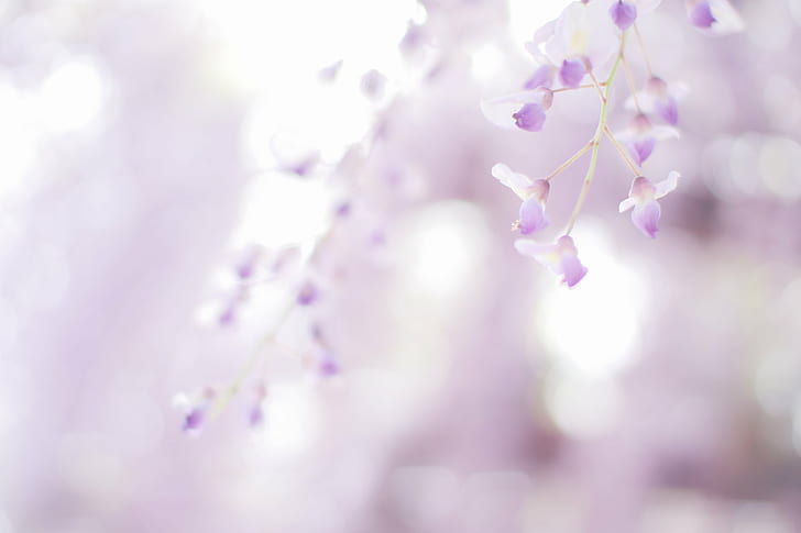 selective focus photography of purple petaled flowers, Untitled, selective focus, photography, purple, flowers, 藤, Bokeh, Wisteria, Canon EOS Rebel T3, 1100D, nature, pink Color, branch, springtime, plant, flower, tree, flower Head, petal, blossom, close-up, freshness, defocused, beauty In Nature, season, HD wallpaper