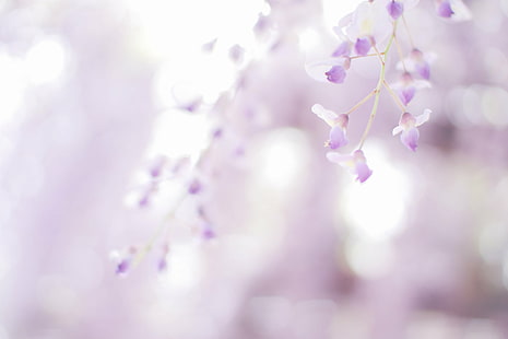 selective focus photography of purple petaled flowers, Untitled, selective focus, photography, purple, flowers, 藤, Bokeh, Wisteria, Canon EOS Rebel T3, 1100D, nature, pink Color, branch, springtime, plant, flower, tree, flower Head, petal, blossom, close-up, freshness, defocused, beauty In Nature, season, HD wallpaper HD wallpaper