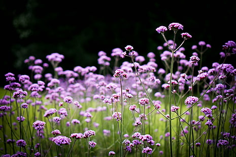 vita blommor i närbildfotografering, verbena, verbena, Verbena bonariensis, vit, blommor, närbildsfotografering, lila, långa, natur, lins, blomma, växt, sommar, vår, HD tapet HD wallpaper