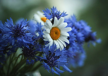 Chabry stokrotki, biała stokrotka i purpurowy kwiat w płatkach, kwiaty, chabry, stokrotki, pole, Tapety HD HD wallpaper