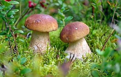 mushroom, macro, moss, HD wallpaper HD wallpaper