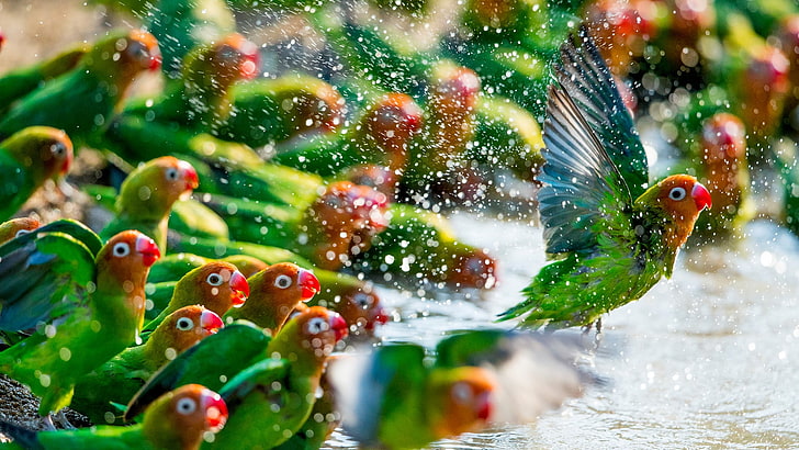 papagaio, pássaros, água, verde, HD papel de parede