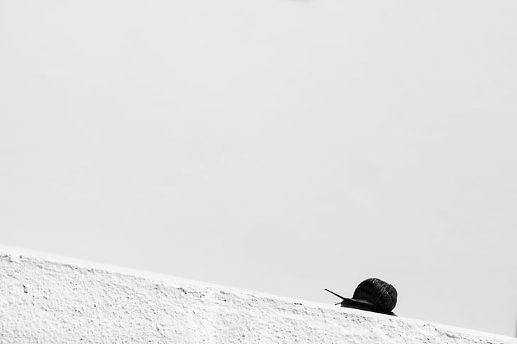 selective photography of black snail crawling on white cement, hill, selective, photography, black, snail, white cement, caracol, lento, cuesta, arriba, para, blanco y negro, diagonal, Slowness, slow, slope, up, foto, fotografia, photo, imagen, imag, picture, photographer, HD wallpaper