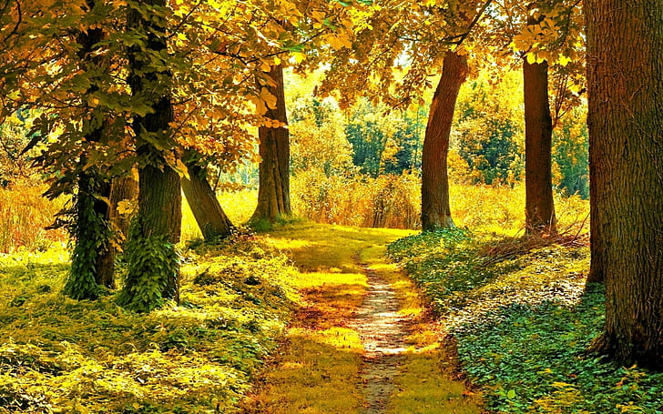 árboles, otoño, camino, Fondo de pantalla HD