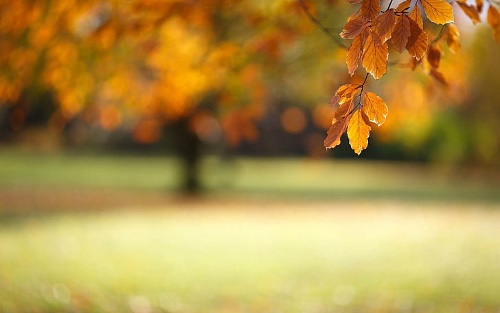 ぼやけた秋、秋、自然、ぼやけ、 HDデスクトップの壁紙