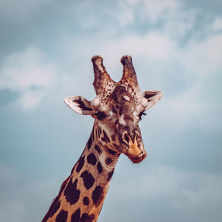 giraffa, muso, divertente, insoddisfatto, Sfondo HD