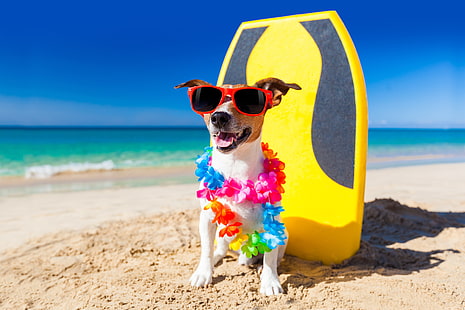 beach, dog, humor, garland, Jack Russell Terrier, HD wallpaper HD wallpaper
