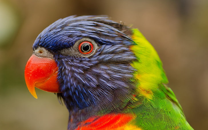 Head Of Parrot Different Colors Hd Wallpapers Mobile Phone Laptop Pc, HD wallpaper
