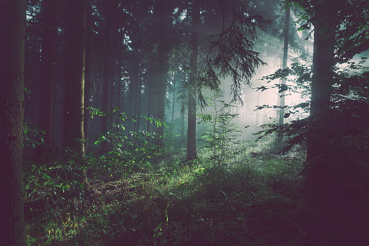 зелени листни дървета, гора, дървета, мъгла, HD тапет