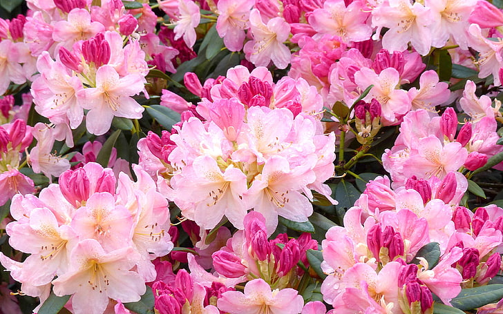 Rhododendron ดอกไม้ประจำชาติของเนปาลชนิดของไม้ยืนต้นจากตระกูล Ericaceae พวกมันมีความสูงทางตอนใต้ของเทือกเขา Appalachian ในอเมริกาเหนือ, วอลล์เปเปอร์ HD