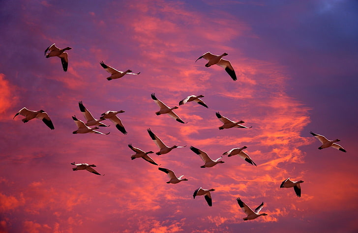 Migrasi Snow Geese Skagit Flats Washington, fotografi sudut rendah dari kawanan burung terbang di bawah awan saat matahari terbenam, Hewan, Burung, Salju, Migrasi, Angsa, Skagit, Rumah Susun, Washington, Wallpaper HD