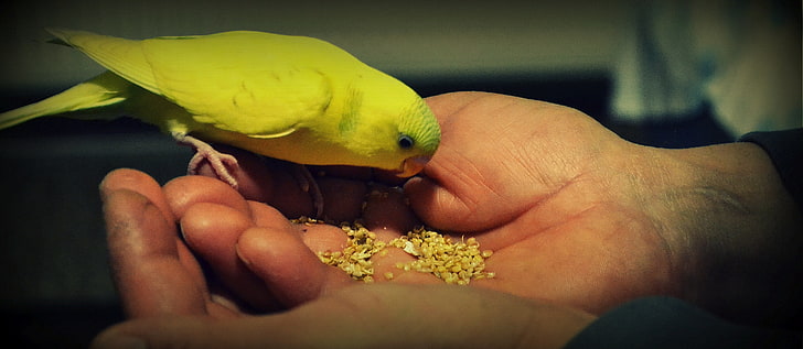 green pet bird, parrot, food, hand, HD wallpaper