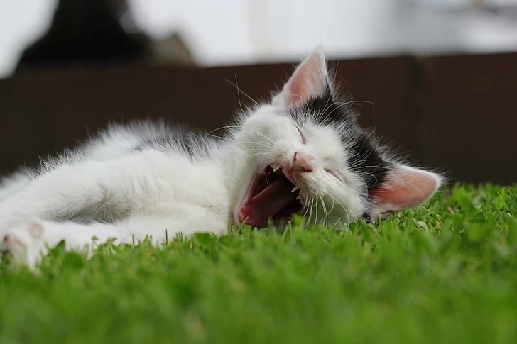 närbild fotografering av vit och svart kort päls kattunge liggande på gräsplan, jag är så trött, närbild fotografering, vit, svart, kort, päls, kattunge, liggande, gräs, fält, katt, söt, gäspning, sömnig , sömn, djur, kattdjur, husdjur, huskatt, sovande, däggdjur, HD tapet