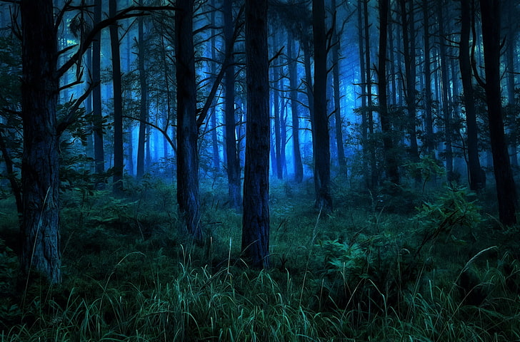ilustrasi hutan, hutan, pohon, malam, alam, semak-semak, Wallpaper HD