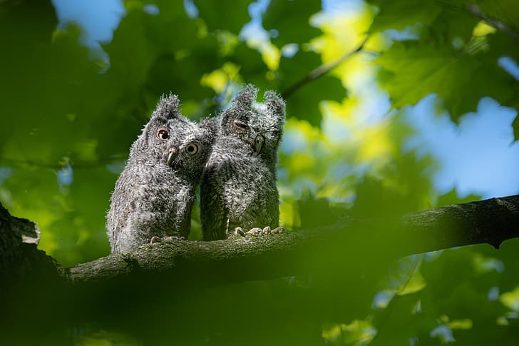ใบไม้ นก ธรรมชาติ ต้นไม้ เมเปิ้ล คู่ ลูกไก่ owlets, วอลล์เปเปอร์ HD