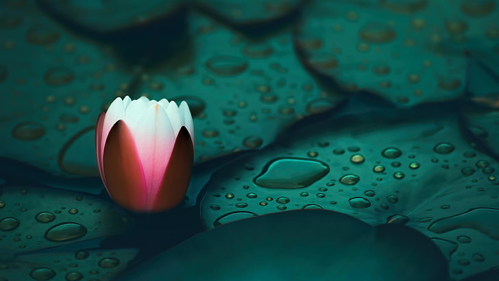 air, hijau, close up, lotus, lily air, tetesan air, tetes, tetesan, kelopak, Wallpaper HD