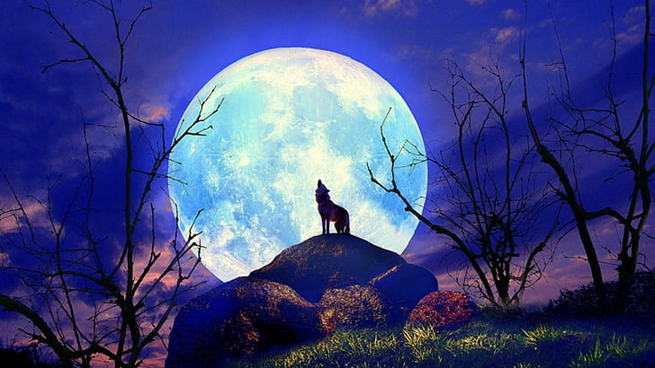 луна, природа, небе, лунна светлина, вълк, виене, вълк виещ, дърво, нощ, пълнолуние, рисуване, клон, тъмнина, HD тапет