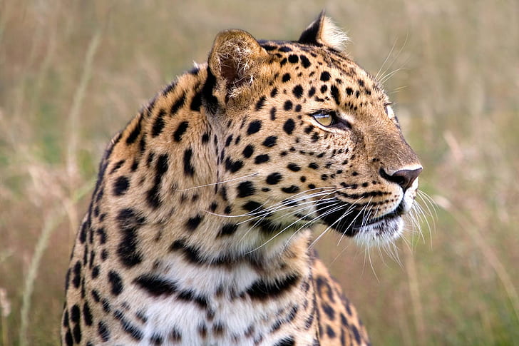 Piękny Jaguar, koty, duże koty, lwy, tygrysy, dzika przyroda, lamparty, jaguar, zwierzęta, Tapety HD