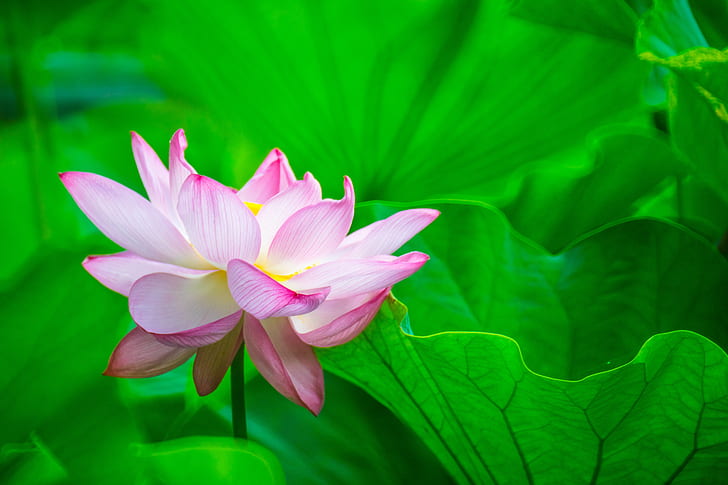 selective focus photo of pink Lotus flower, lotus flower, Lotus flower, full bloom, selective focus, photo, pink, ILCE-7M2, SIGMA, MIRROR, TELEPHOTO, F13.5, Tokyo, park, garden, lotus Water Lily, nature, water Lily, petal, plant, flower Head, pond, flower, leaf, pink Color, summer, botany, beauty In Nature, HD wallpaper
