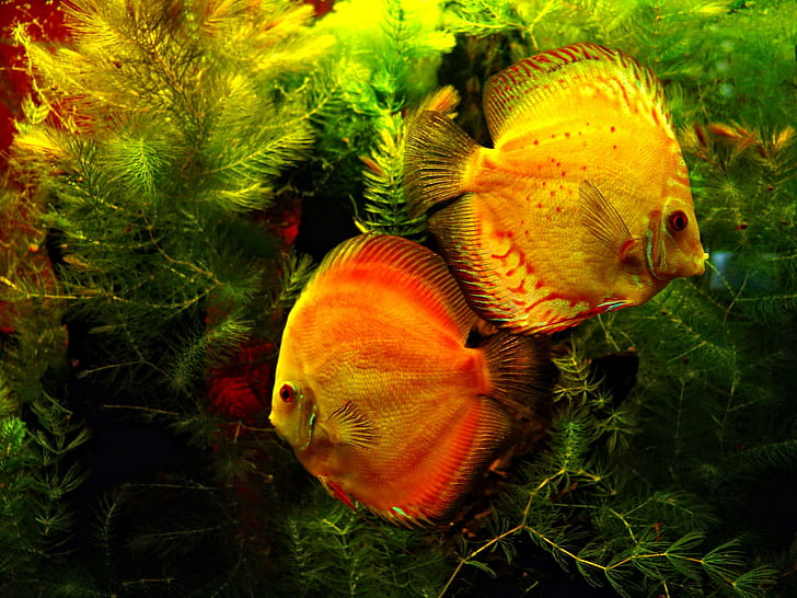 Couple, discus, love, fish, colors, animal, animals, HD wallpaper