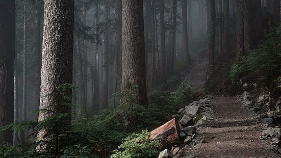 гора, дърво, пейзаж, старообразна гора, горска пътека, мъгла, пътека, мъглива, HD тапет HD wallpaper