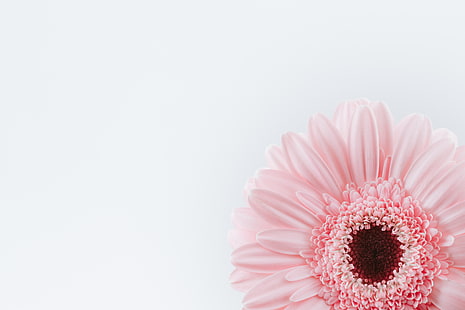 Blütenblätter, Blütenblätter, Blumen, Minimalismus, Weiß, weißer Hintergrund, einfach, Natur, Rosa, HD-Hintergrundbild HD wallpaper