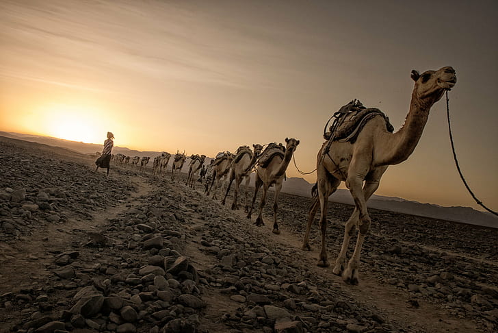 foto av kameler som går på grusväg, Salt, Danakil depression, foto, går på, grusväg, djur, kamelvagn, jobb, arbete, Afar, Etiopien, ET, pentax k-1, HD, FA, 70mm, F2, SDM , WR, afrika, etiopien, resa, resa, kamel, öken, sanddyn, sand, dromedar kamel, natur, saharaöknen, torr, landskap, djur, arabien, HD tapet