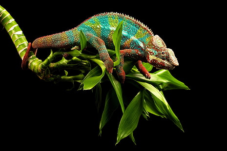 grünes und braunes Chamäleon, Reptil, Chamäleon, Zweige, HD-Hintergrundbild HD wallpaper