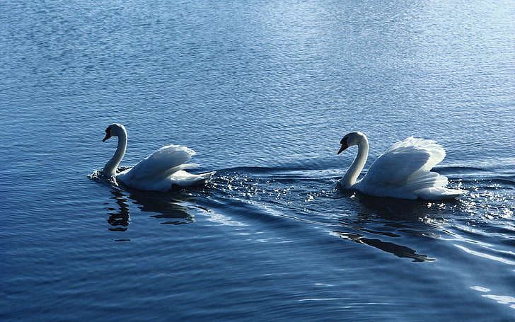 two white swans swimming on body of water wallpaper, water, birds, ruffle, pair, white, swans, HD wallpaper