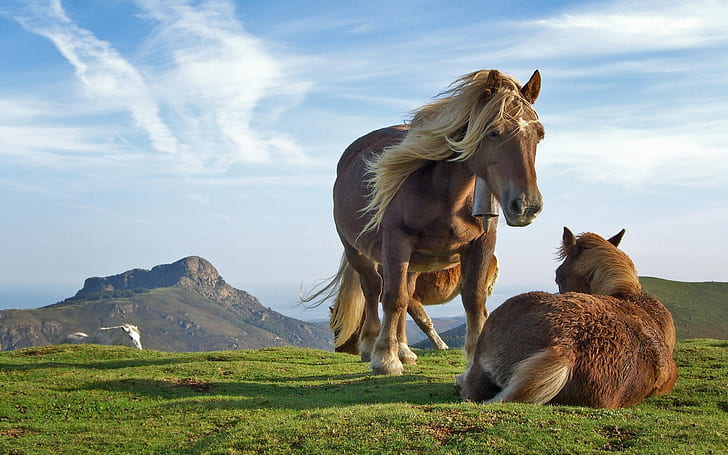 Konie na wzgórzu, wzgórze, konie, Tapety HD