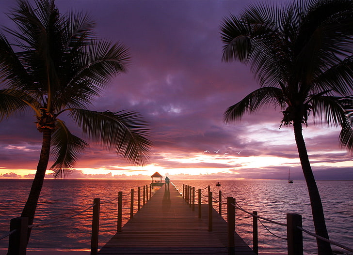 zwei grüne Kokospalmen, Meer, Liebe, Sonnenuntergang, Palmen, der Ozean, HD-Hintergrundbild