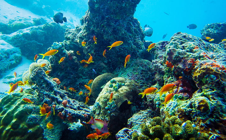 サンゴと魚の群れ、海、水中、魚、自然、動物、 HDデスクトップの壁紙