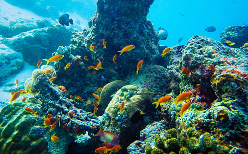 koralowce i ławica ryb, morze, podwodne, ryby, przyroda, zwierzęta, Tapety HD HD wallpaper