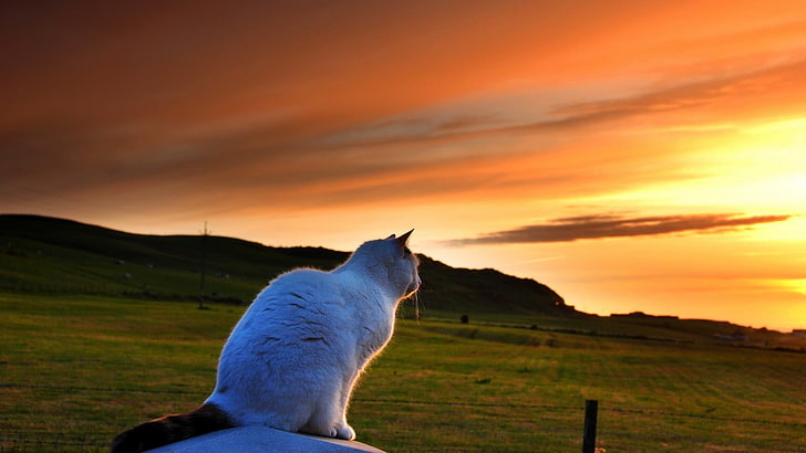 white and black cat, nature, animals, pet, cat, tail, field, hills, sunset, grass, clouds, fence, landscape, HD wallpaper