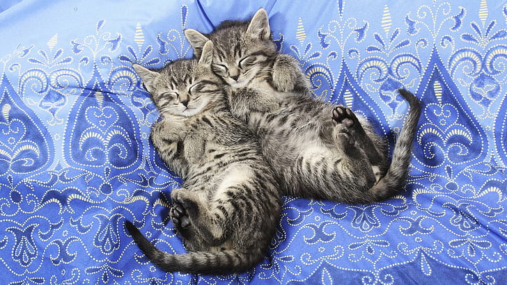 Kebahagiaan Kucing, mimpi, abu-abu, tidur, imut, anak kucing, binatang, Wallpaper HD