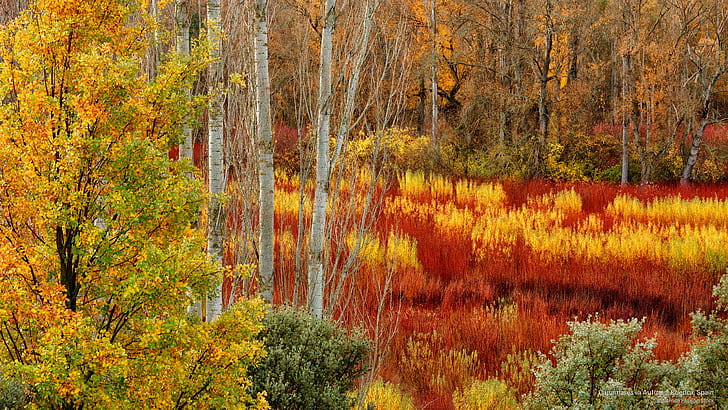 Canamares in autunno, Cuenca, Spagna, autunno, Sfondo HD